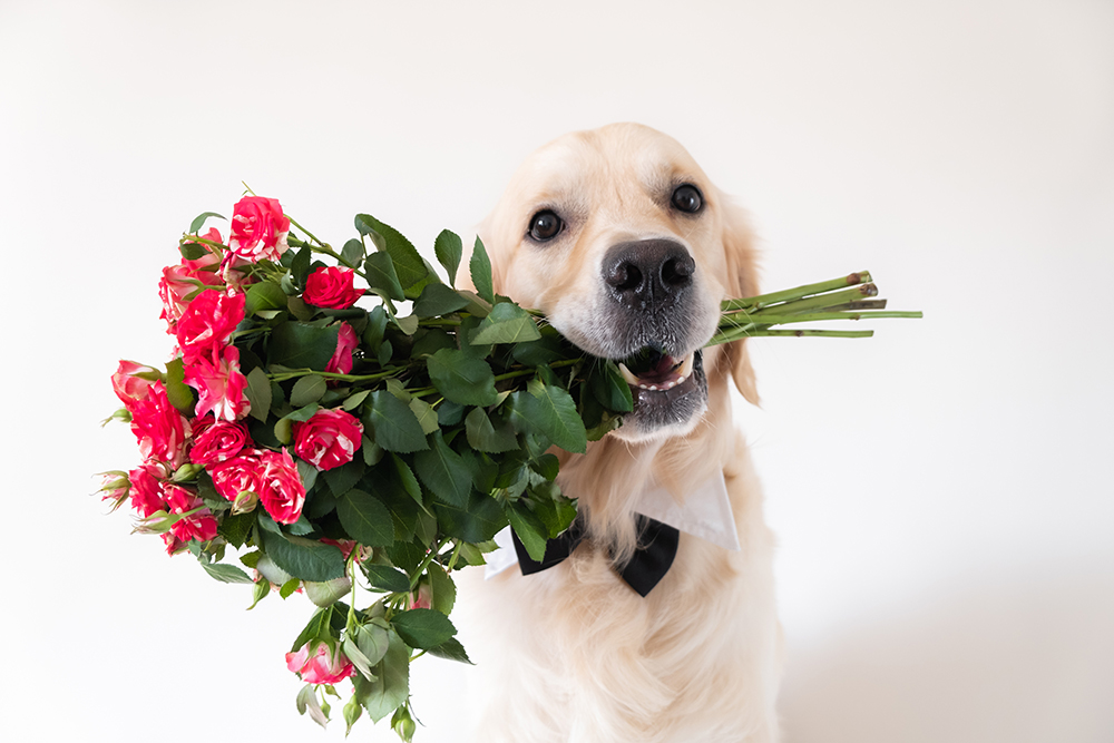 Including Pets in Your Special Day